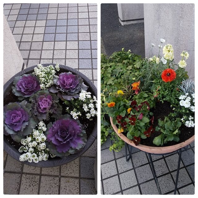 花いっぱい・冬の寄せ植え